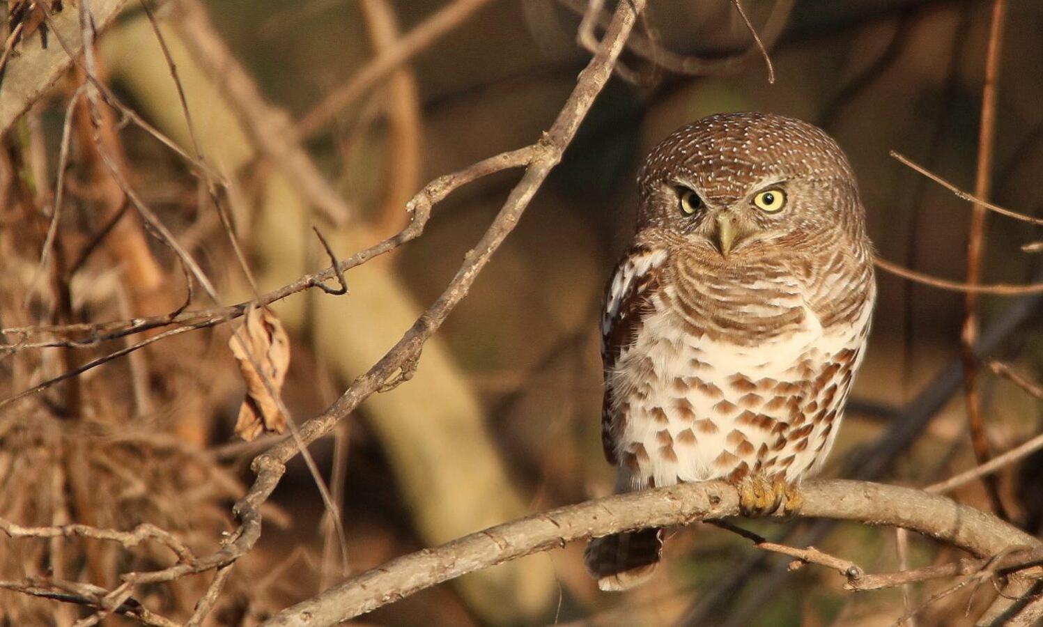 Leopard Hills Private Game Reserve 사비샌드 외부 사진
