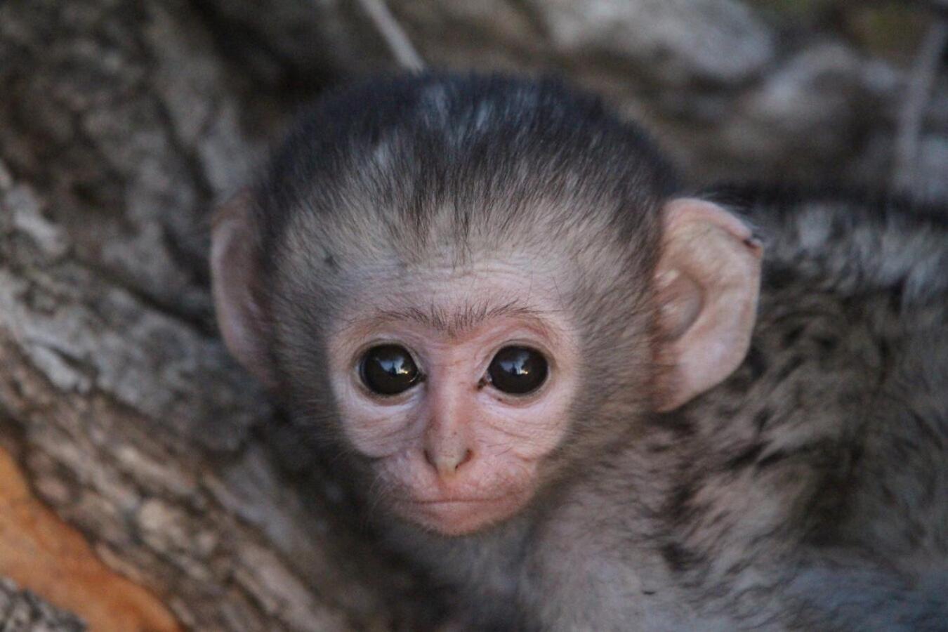 Leopard Hills Private Game Reserve 사비샌드 외부 사진