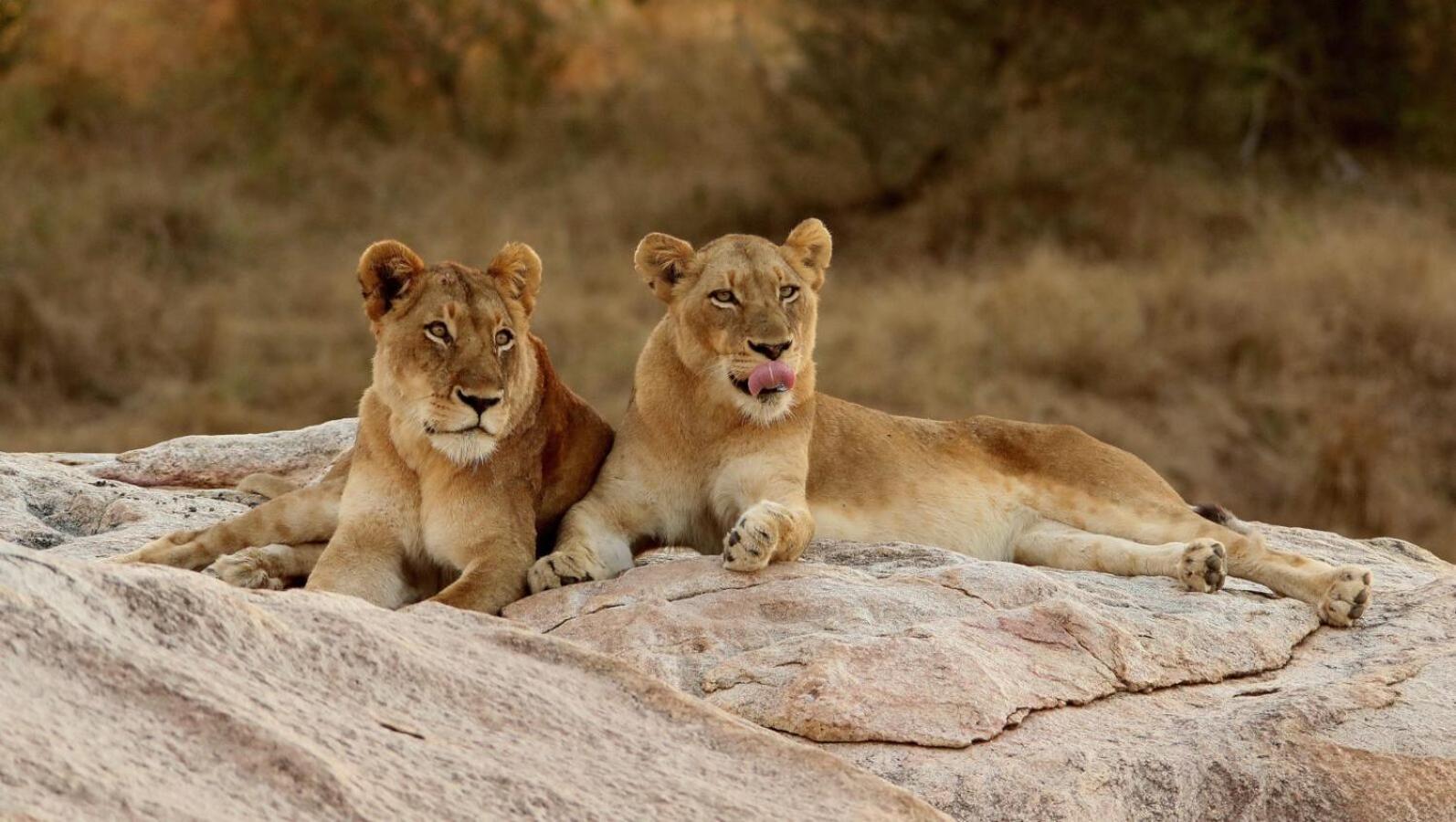 Leopard Hills Private Game Reserve 사비샌드 외부 사진