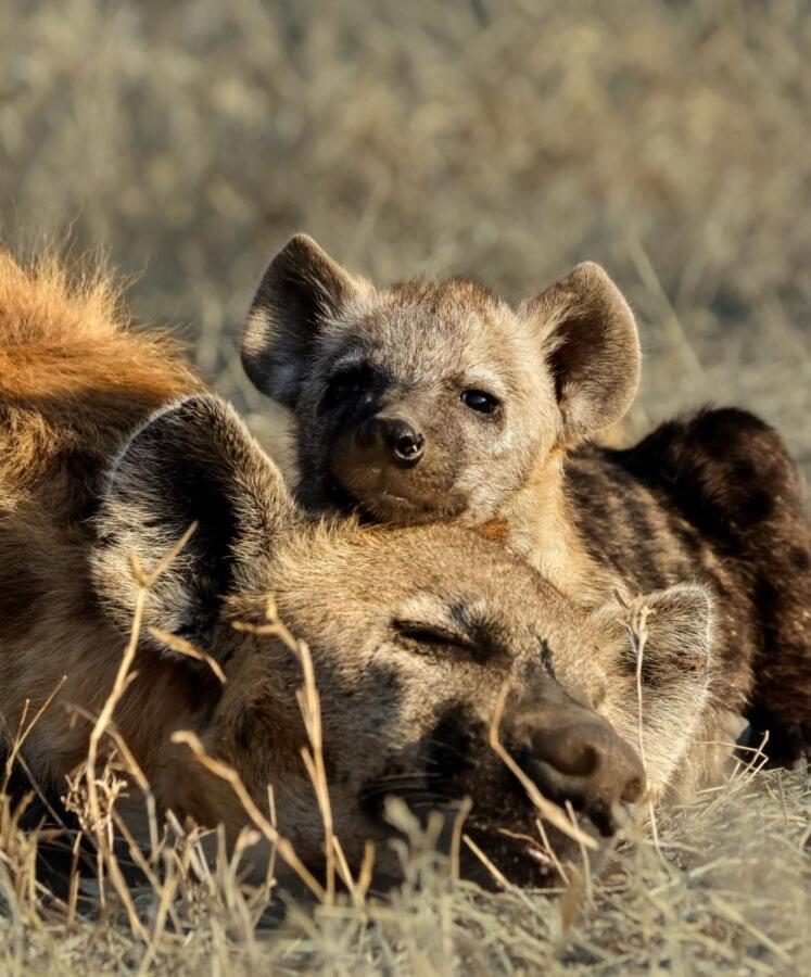 Leopard Hills Private Game Reserve 사비샌드 외부 사진