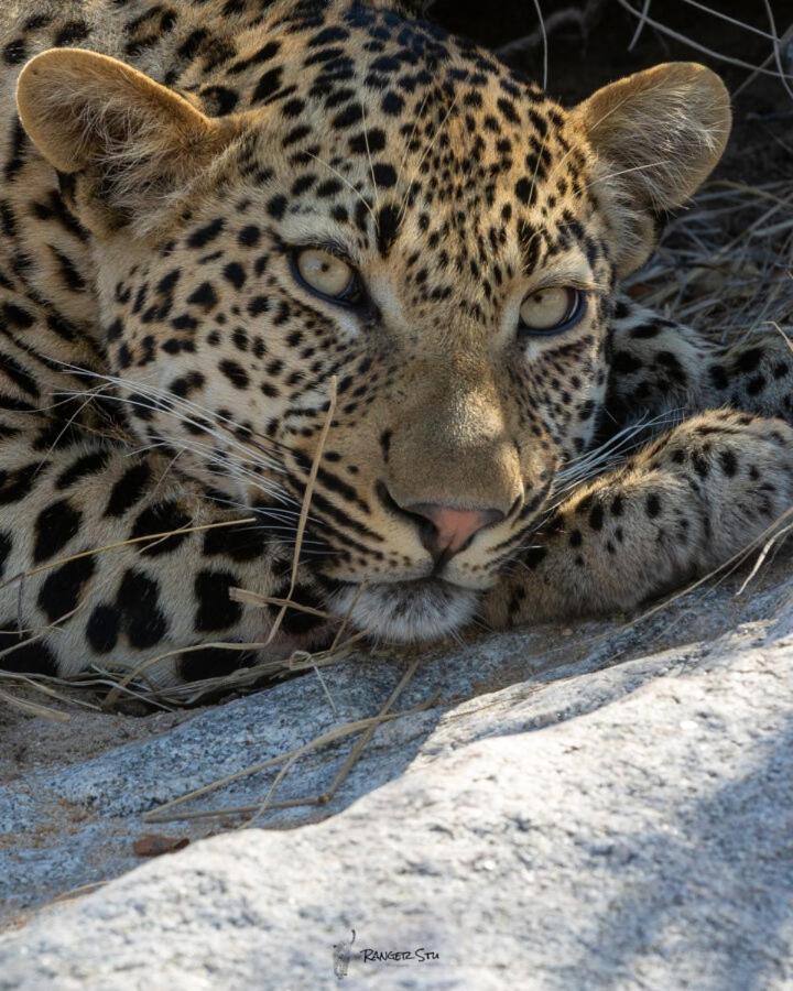 Leopard Hills Private Game Reserve 사비샌드 외부 사진