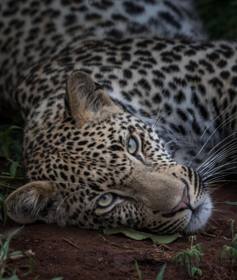 Leopard Hills Private Game Reserve 사비샌드 외부 사진